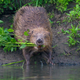 Illustration for article titled Great news, you can now buy whiskey flavored with beaver secretion
